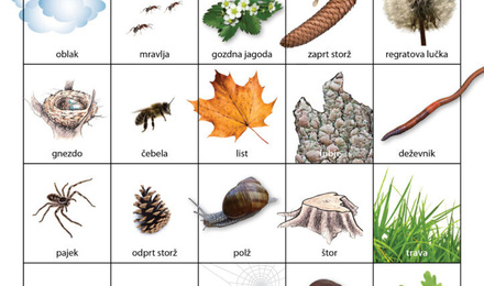 GOZDNI BINGO