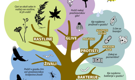 KRALJESTVA ŽIVIH BITIJ
