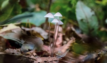 Novice/closeup-selective-focus-shot-wild-mushrooms-growing-forest-with-greenery-background