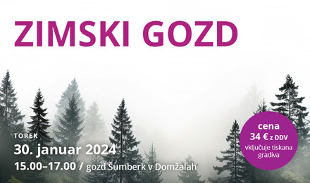 Novice/zimski-gozd2